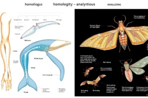 Pengertian Homologi dan Analogi: Panduan Lengkap Perbedaan Struktur Organ