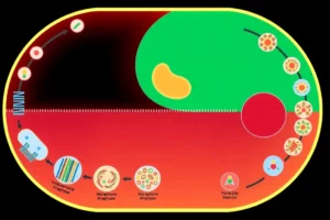 Siklus Sel: Panduan Lengkap Pembelahan Mitosis dan Meiosis